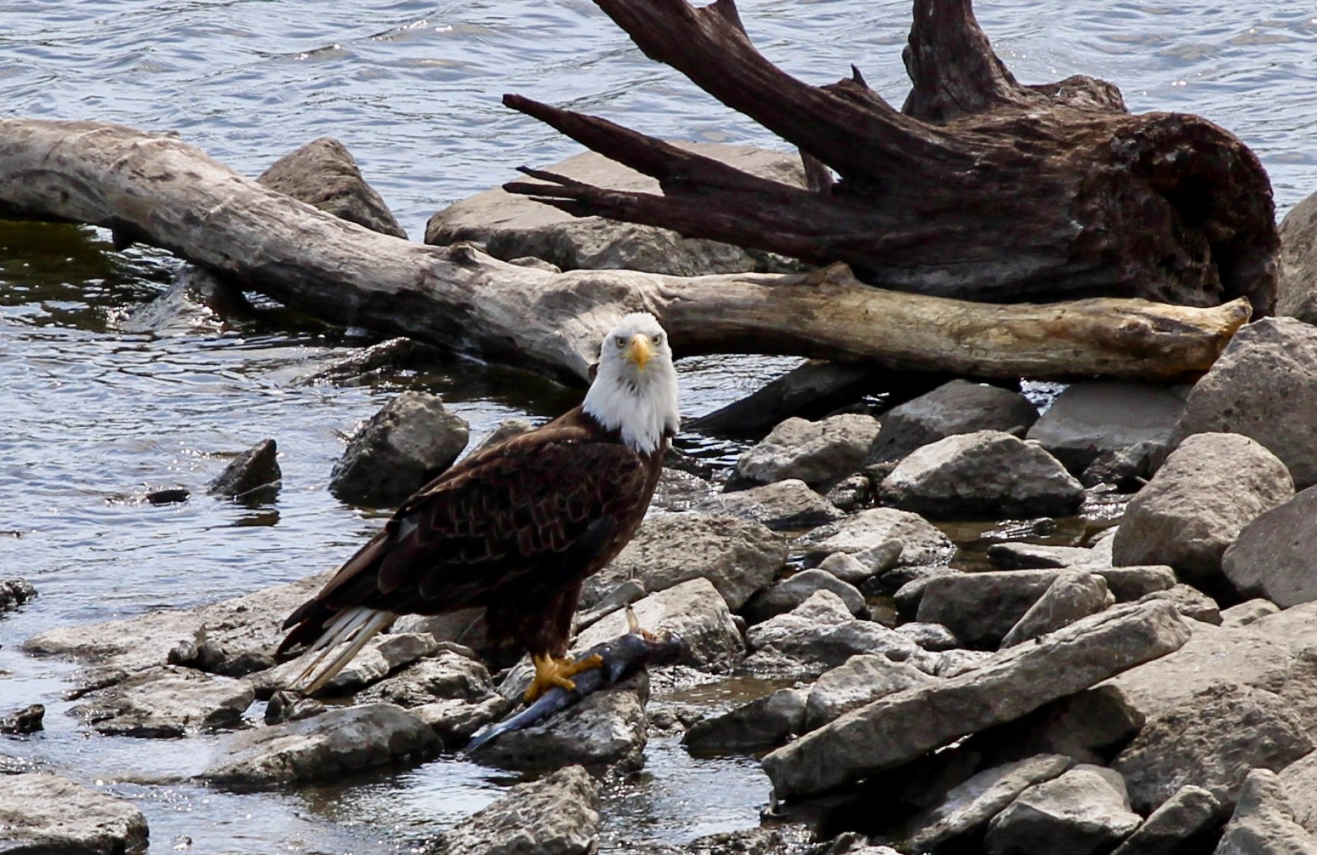 Bird Watching