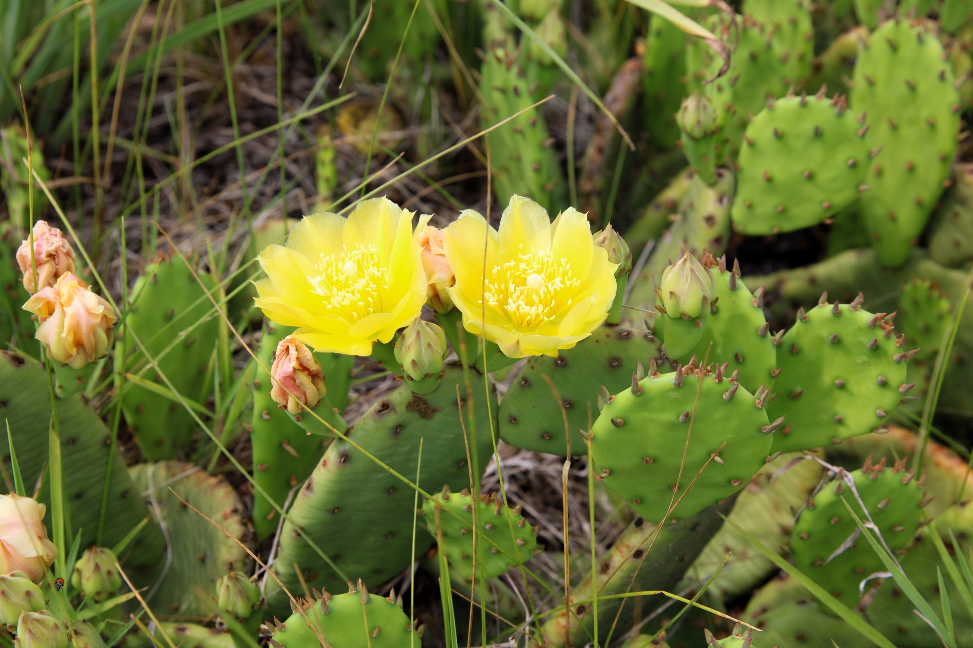 Eddyville Sand Dunes Prairie